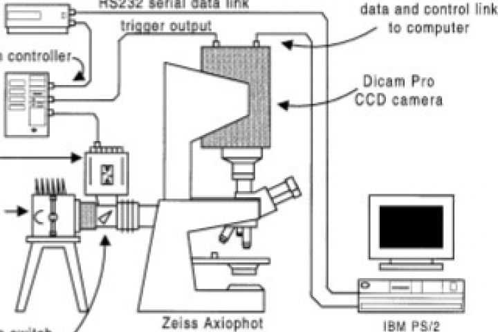 FEMS Microbiology Ecology 41 - High resolution detection of Fluorescently labeled microorganisms in environmental samples using time-resolved fluorescence microscopy 